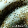 Gaudi: Testa 1105