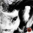 Niko S Echo: Head On